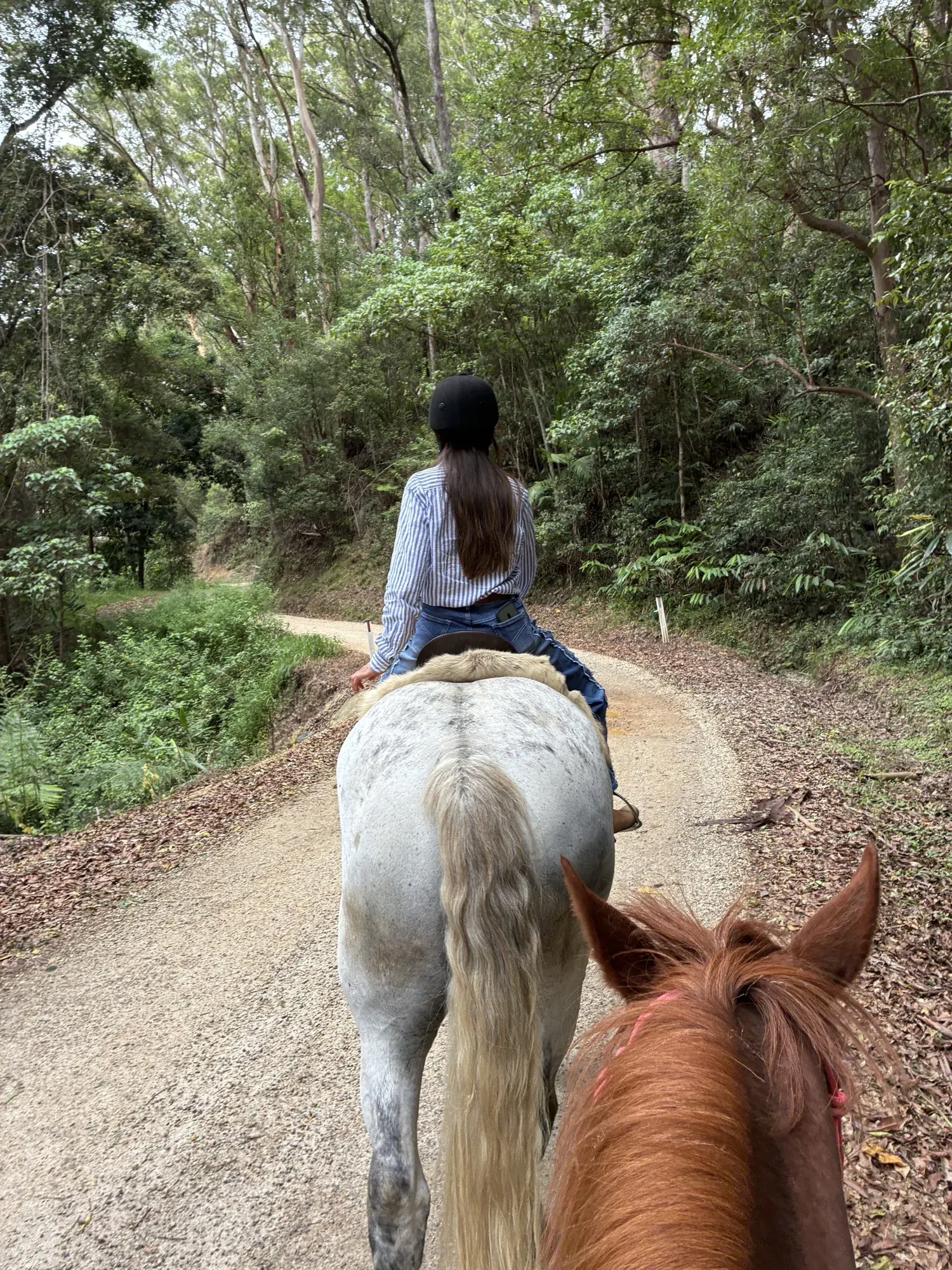 Forest Ride