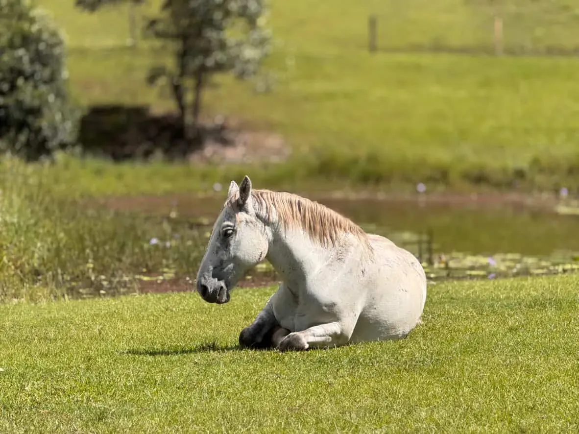 Horse resting peacefully on green paddock